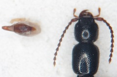 Lathrobium brunnipes