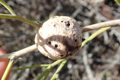 Asparagobius braunsi