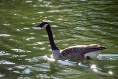 Branta canadensis