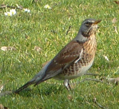 Turdus pilaris