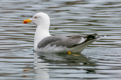 Larus michahellis