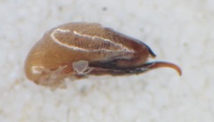 Tetartopeus rufonitidus
