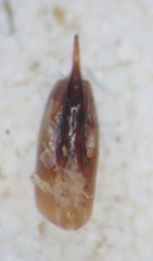 Tetartopeus rufonitidus