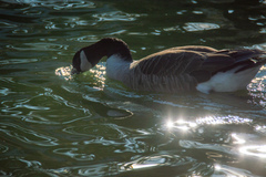 Branta canadensis