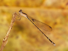 Nehalennia pallidula