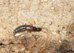 Gabrius splendidulus