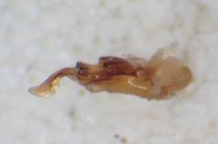 Gabrius splendidulus