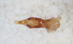 Gabrius splendidulus