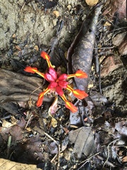 Etlingera coccinea