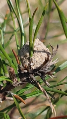 Retinia virginiana