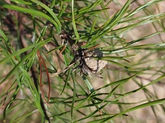 Retinia virginiana