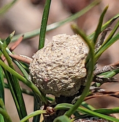 Retinia virginiana