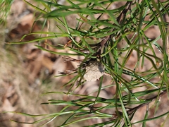 Retinia virginiana