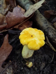 Cantharellus phasmatis