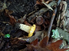 Cantharellus phasmatis