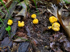 Cantharellus phasmatis