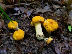 Cantharellus phasmatis