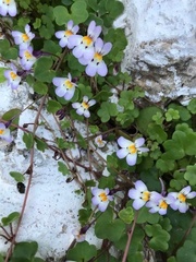 Cymbalaria microcalyx