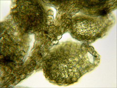 Siphonolejeunea raharahanehemiae