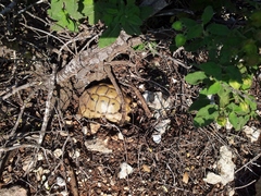 Testudo graeca terrestris