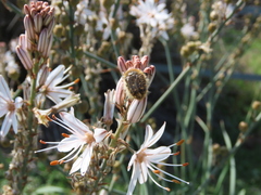 Tropinota squalida