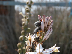 Oxythyrea funesta