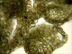 Siphonolejeunea raharahanehemiae