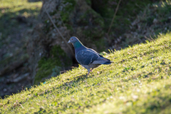 Columba livia domestica