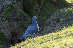 Columba livia domestica