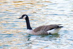 Branta canadensis
