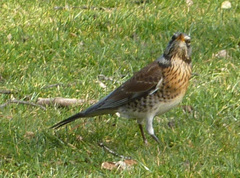 Turdus pilaris
