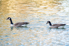 Branta canadensis