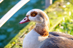 Alopochen aegyptiaca