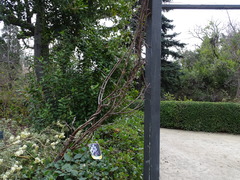 Wisteria brachybotrys