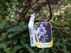Wisteria brachybotrys