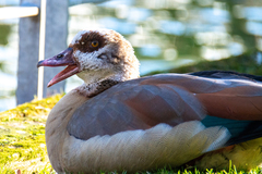 Alopochen aegyptiaca