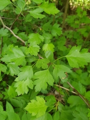 Crataegus monogyna