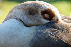 Alopochen aegyptiaca