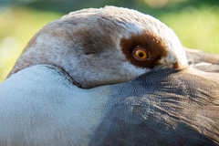 Alopochen aegyptiaca