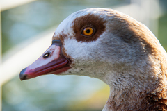 Alopochen aegyptiaca