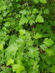 Crataegus monogyna