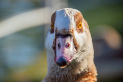 Alopochen aegyptiaca