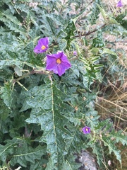 Solanum cinereum