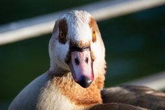 Alopochen aegyptiaca