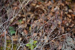 Fumana thymifolia