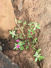 Portulaca