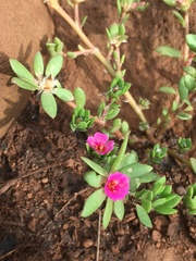 Portulaca