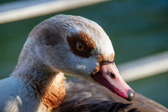 Alopochen aegyptiaca