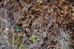 Fumana thymifolia