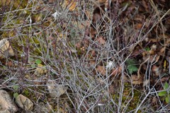 Fumana thymifolia